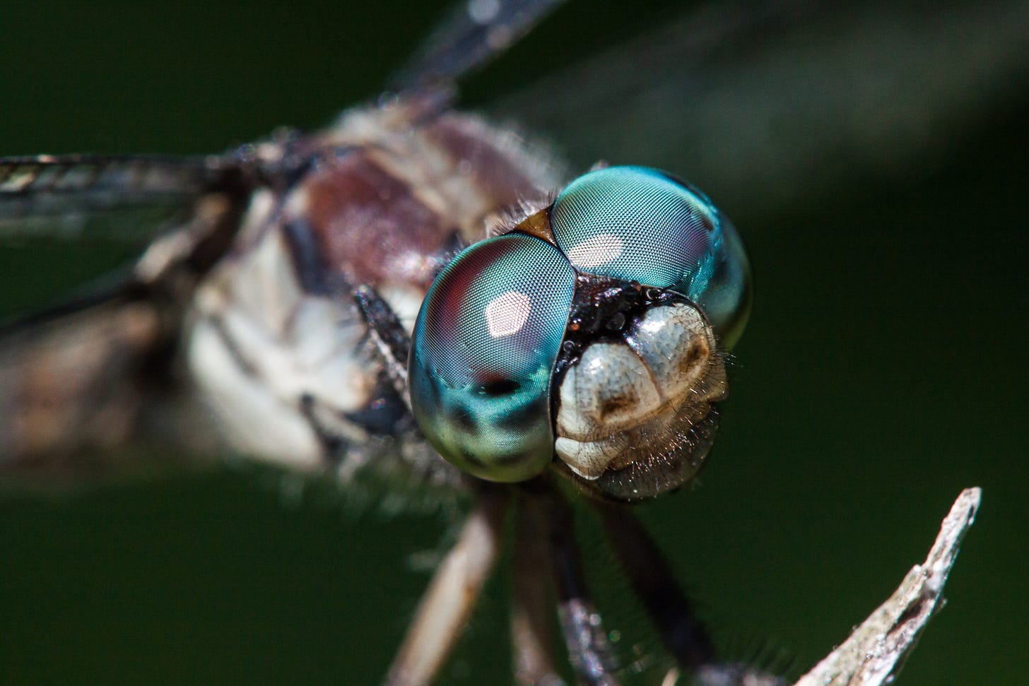 Amazing dragonfly eyes | Mike Powell