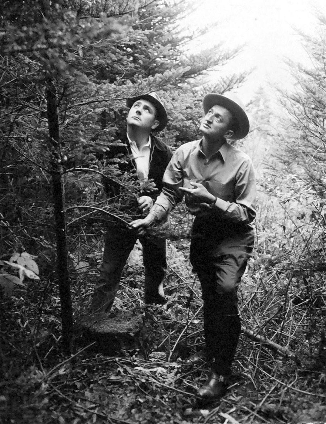 men looking at tree in woods, 1952