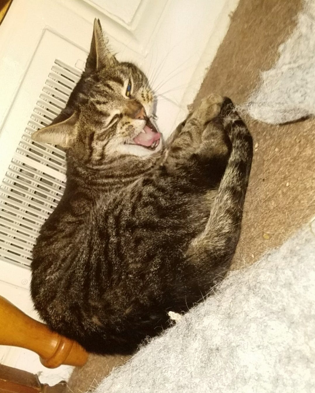 striped cat comically mid-yawn