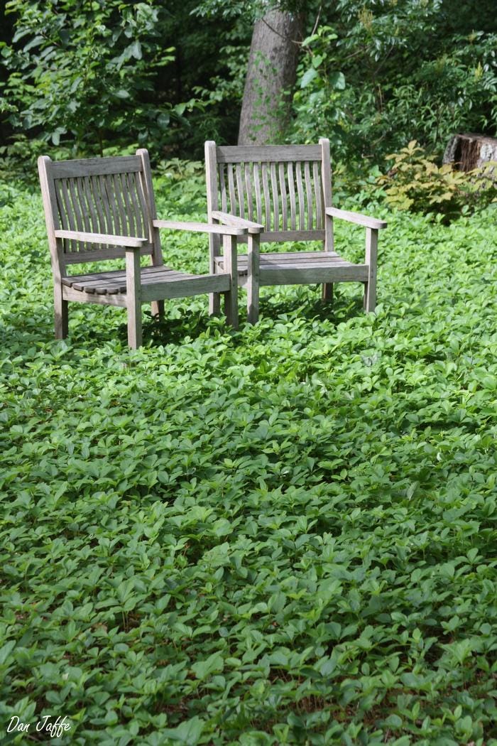 wild strawberry Fragaria virginiana from New England Wild Flower Society