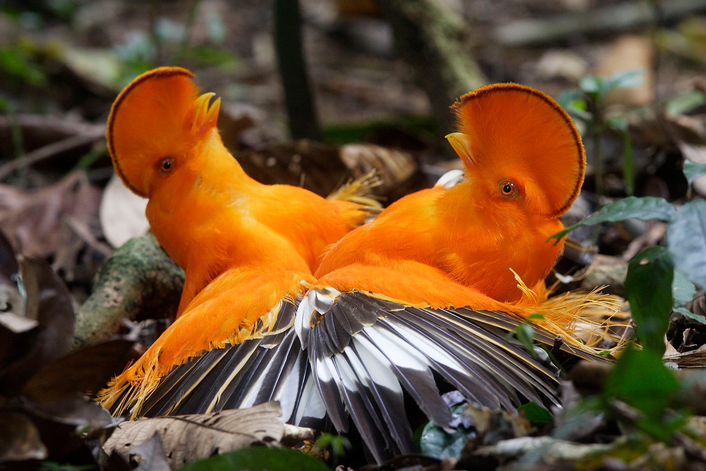 Golden Hour - bioGraphic