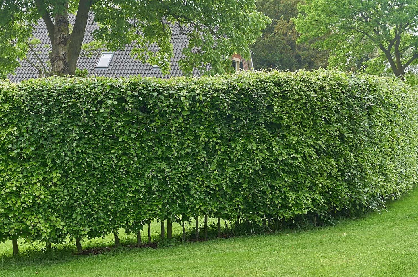 https://www.hortzone.com/blog/fast-growing-hedges/