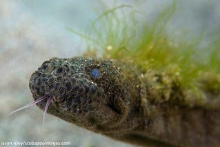 Marine file snake (Acrochordus granulatus) with algae grow… | Flickr