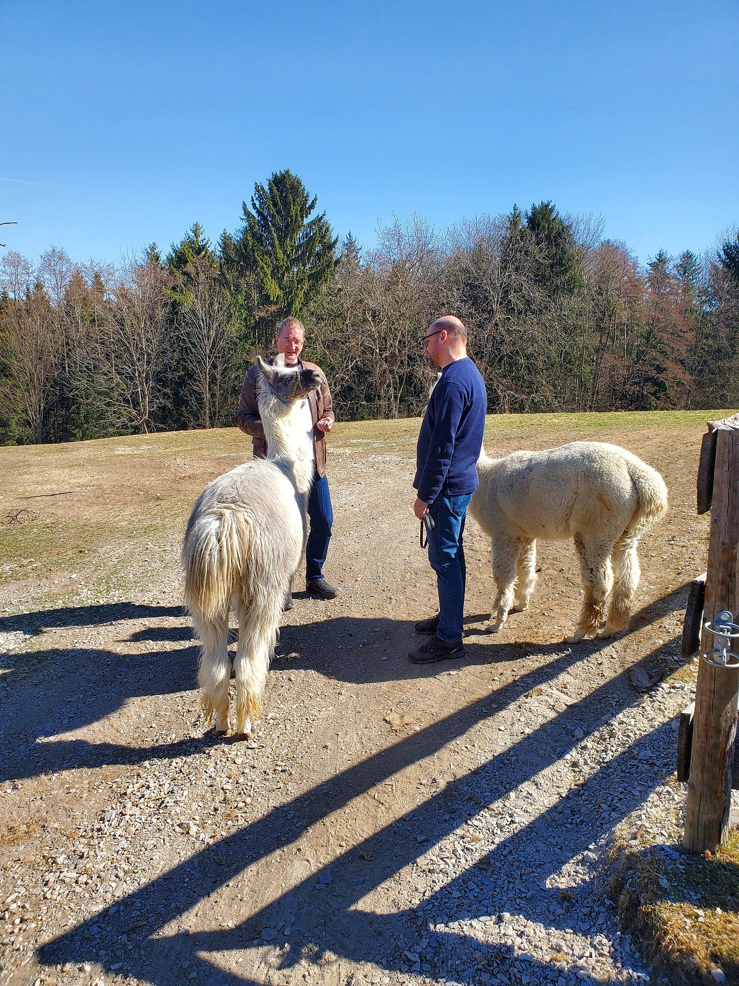 Two white men, one alpaca, and one llama stand together in an Alpine meadow