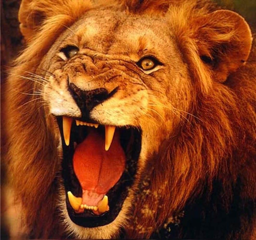 Defeat that roaring lion | | Here's the Joy