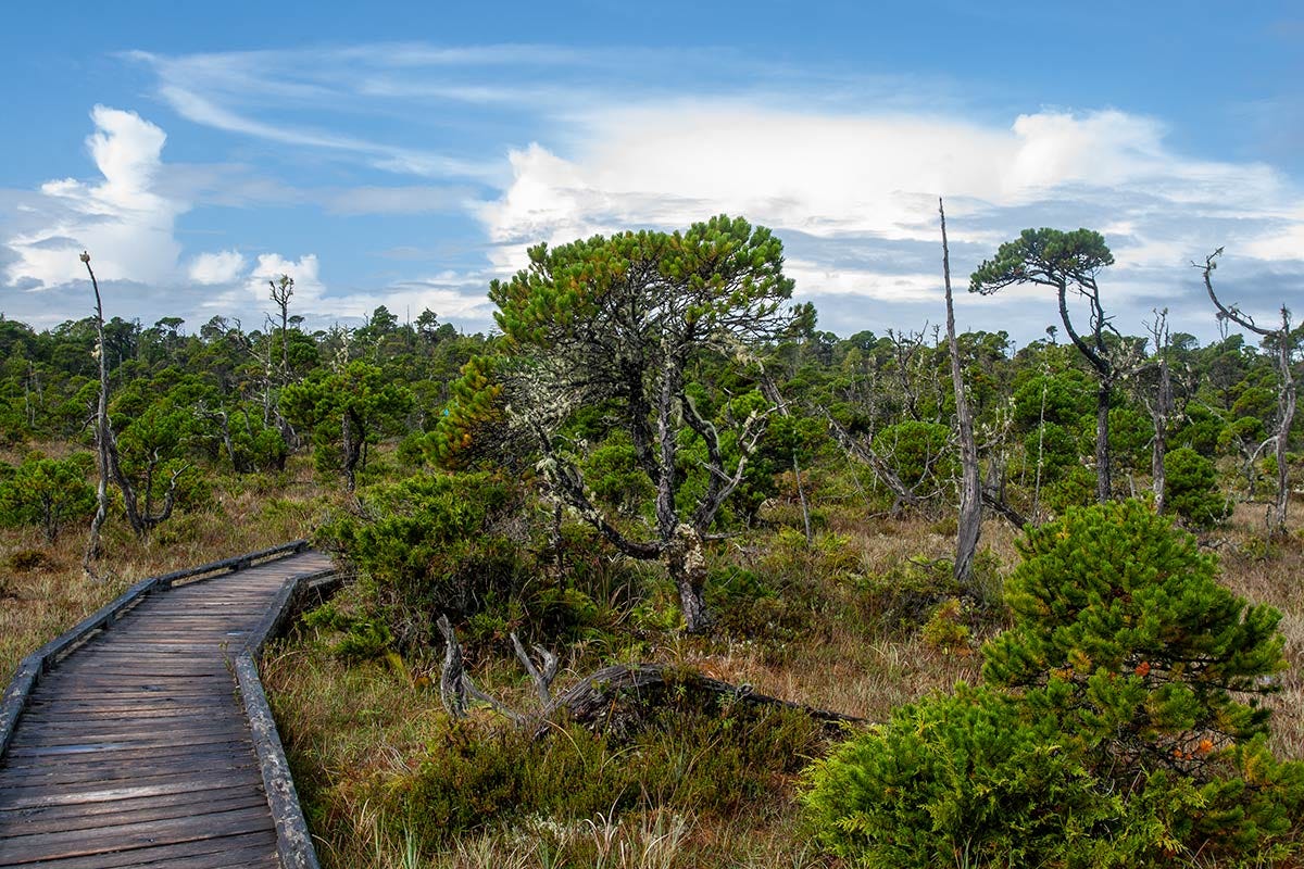 wooden boardwalk curves behind low stunted shore pines as it cuts through a bog filled with snags