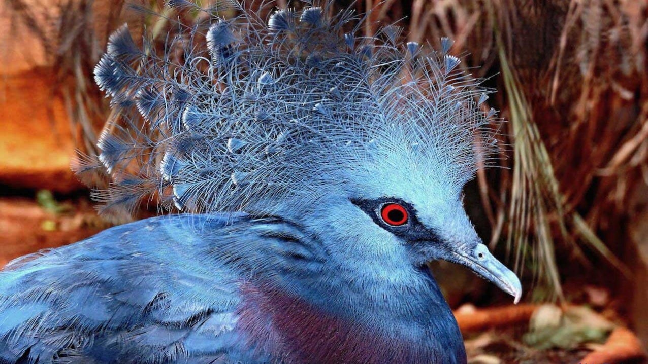 Victoria Crowned Pigeon - Honolulu Zoo Society