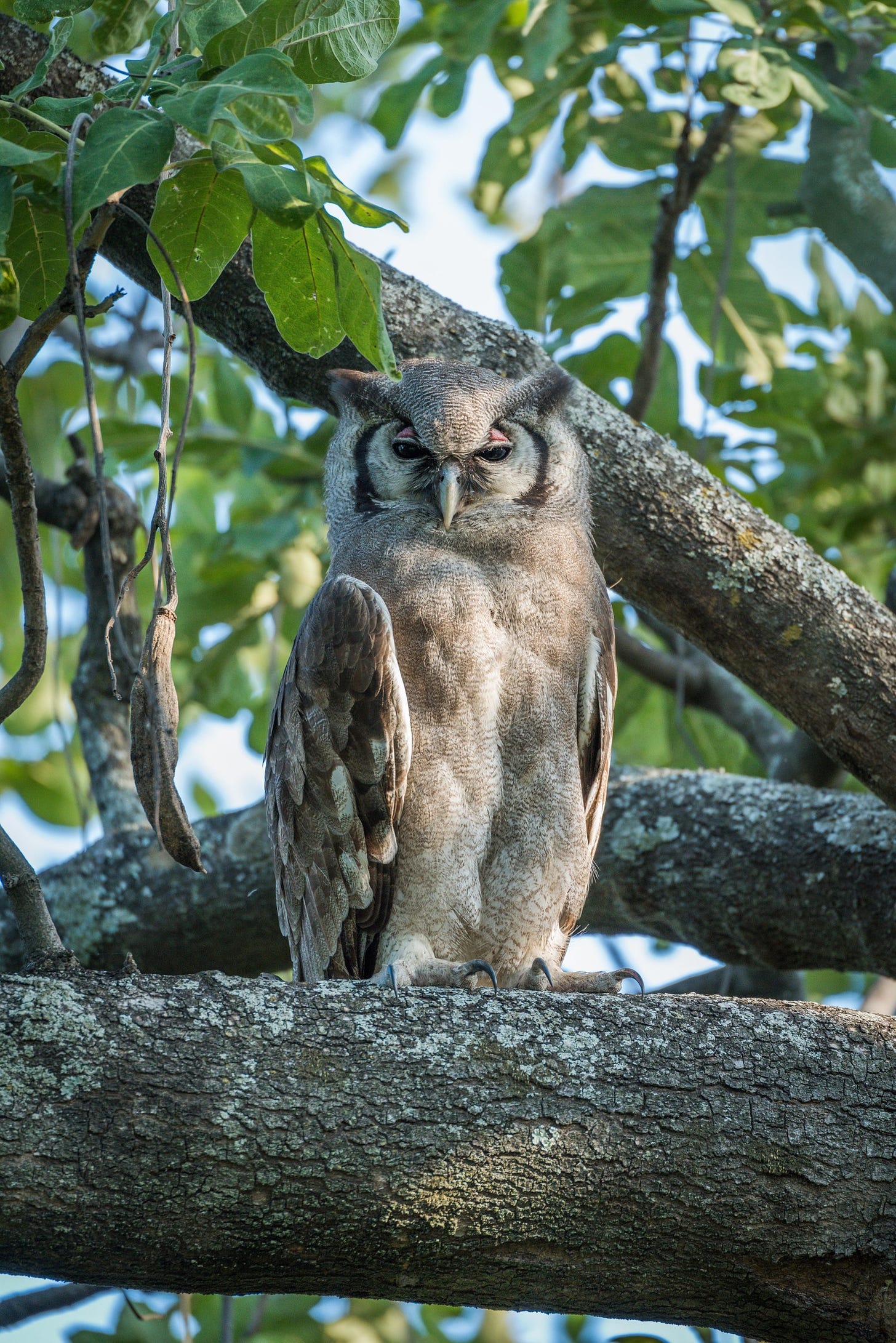 A spotted eagle owl looking very wise