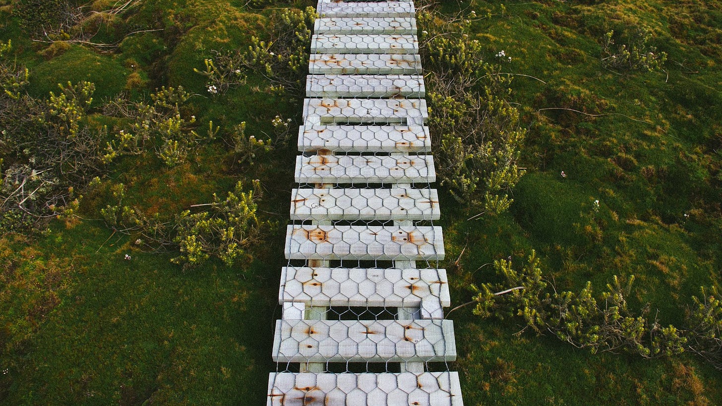 A photograph with white timber forming a walkable platform with chicken wire over the top. To the left and the right is thick mounds of moss and scraggly plants.