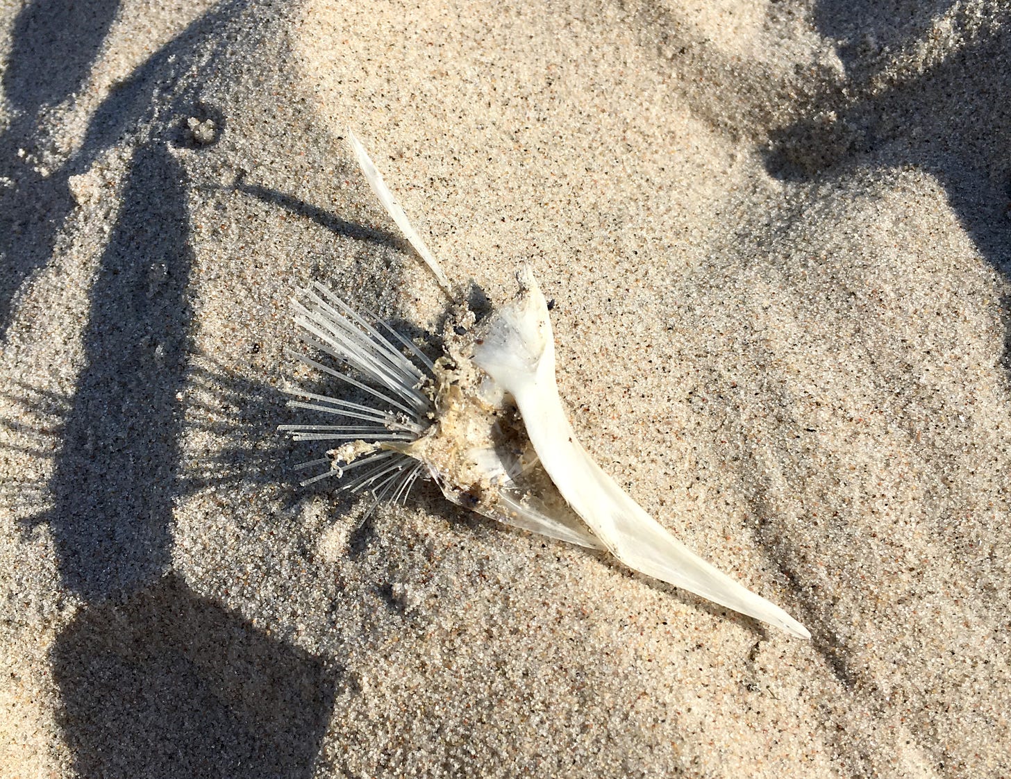 Der saubere Schädel eines Vogels liegt im Sand