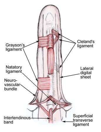 illustration of finger ligaments