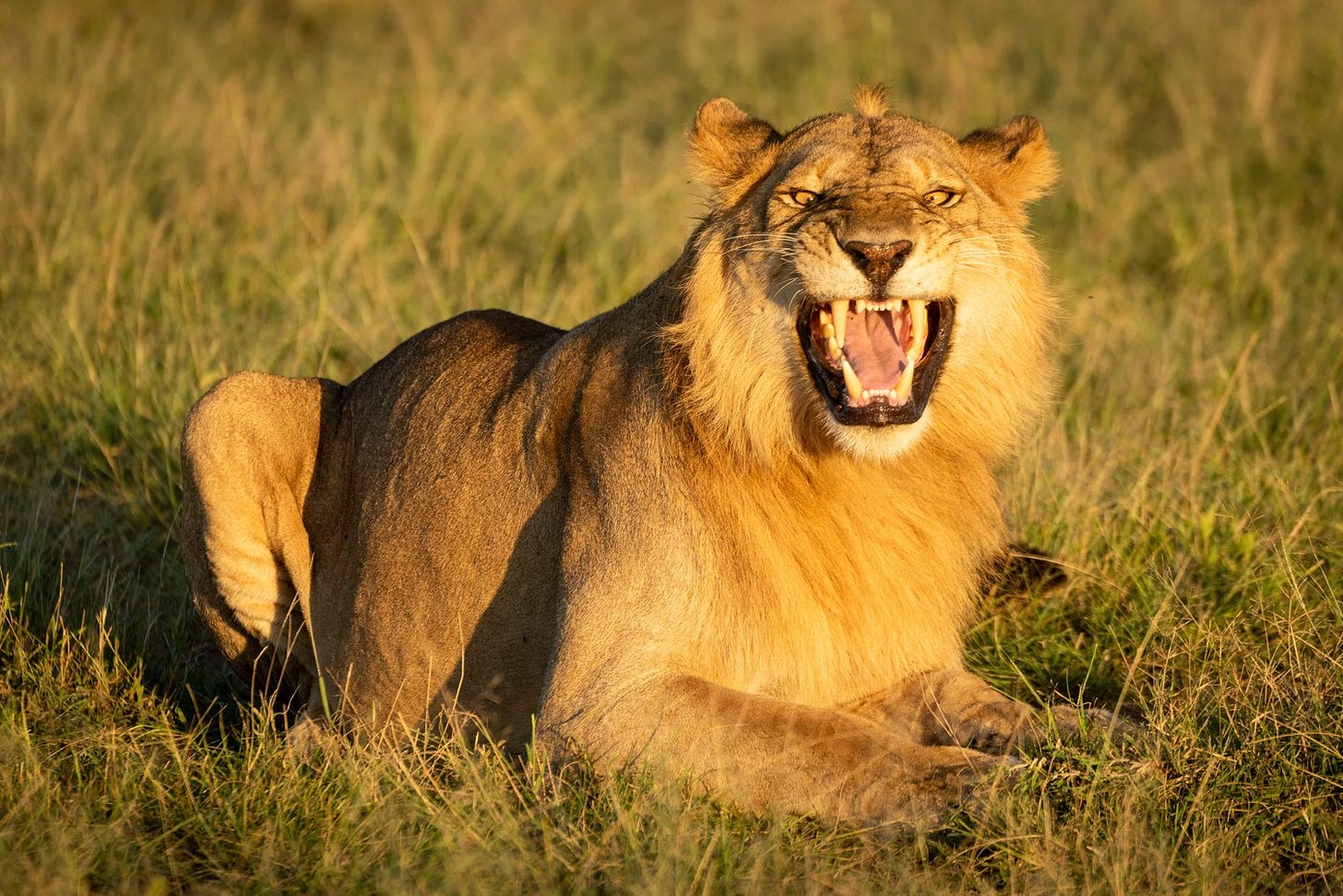 Male lion shows Flehmen response on grass.jpg