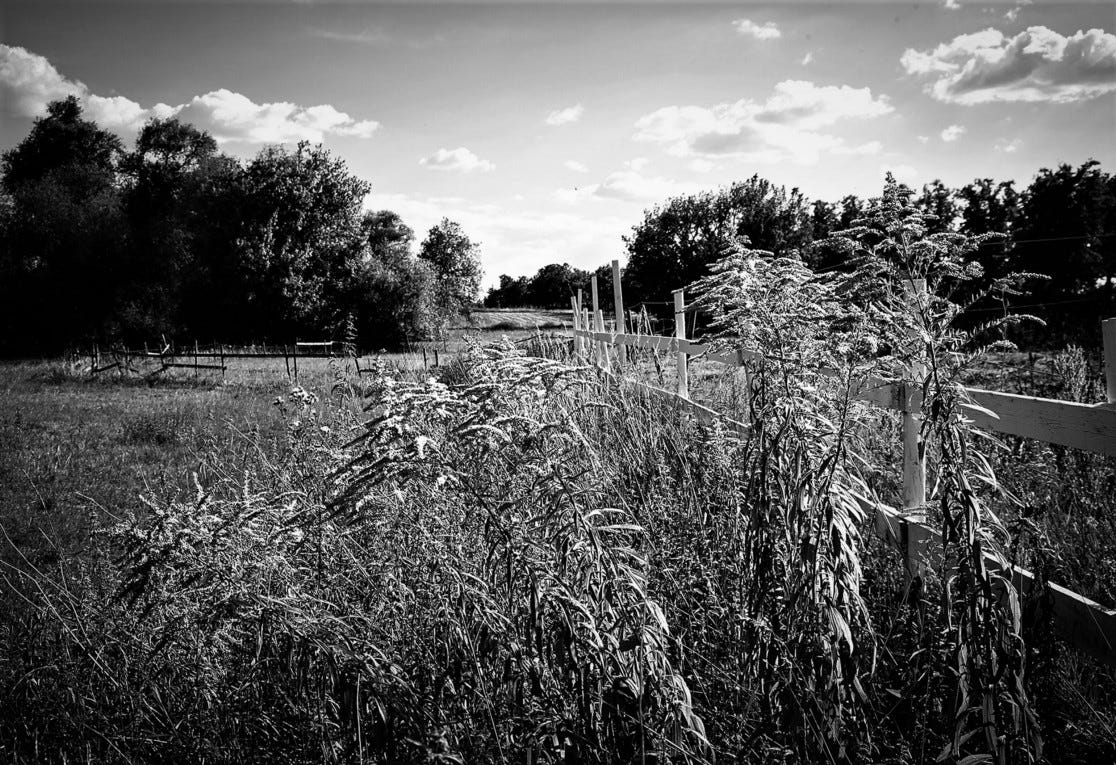 Copyright; Sean P. Durham, Berlin, 2022 — Black and white photograph of plants in Gross Ziethen countryside