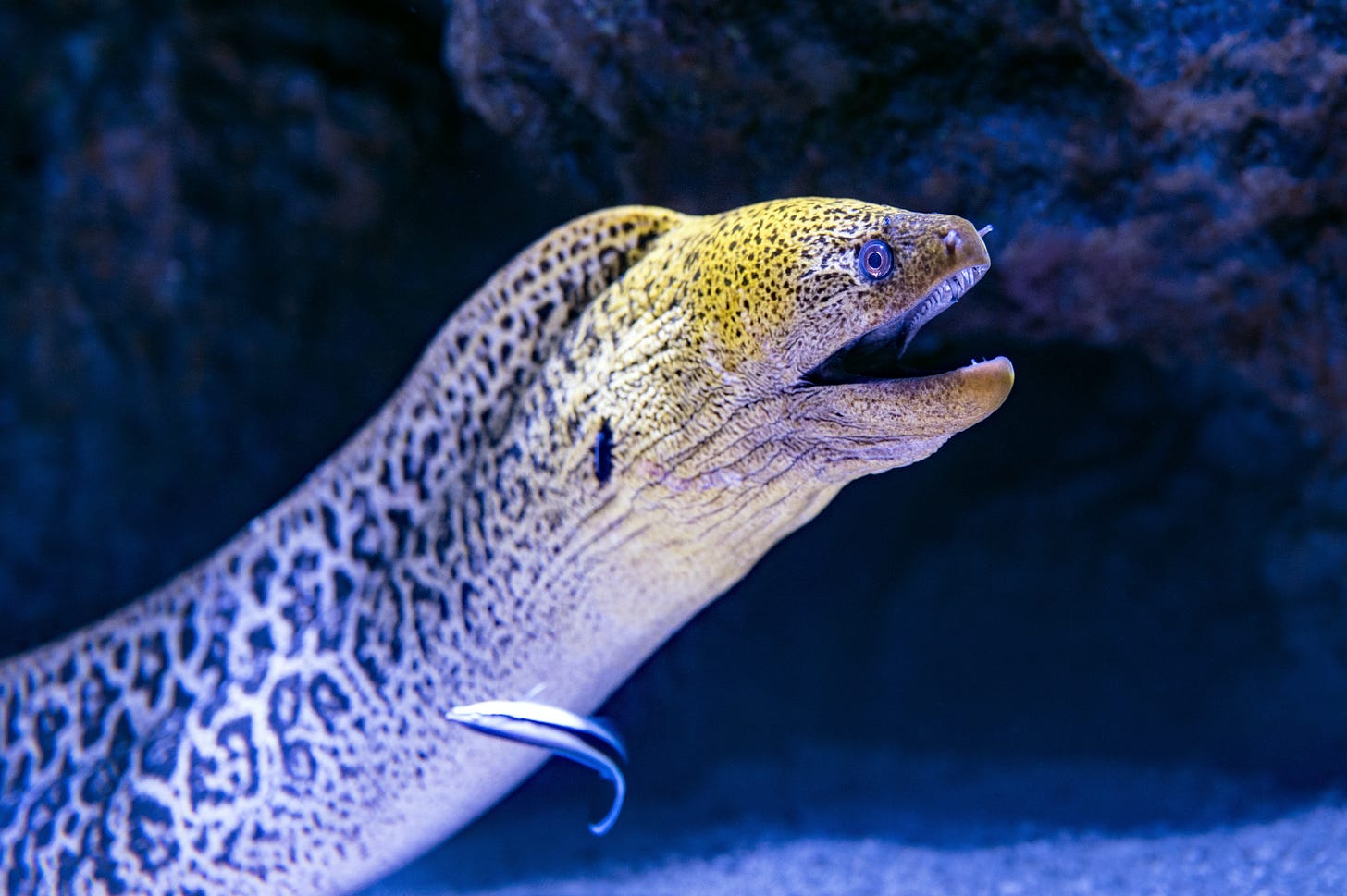 A freaking looking spotted eel with its mouth open