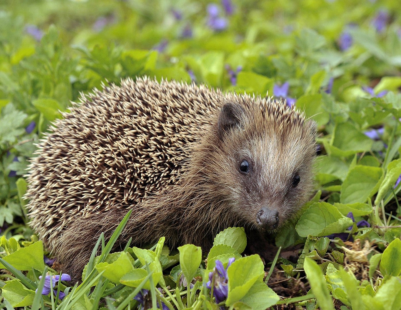 European hedgehog, By Michael Gäbler, CC BY-SA 3.0, https://commons.wikimedia.org/w/index.php?curid=25702847