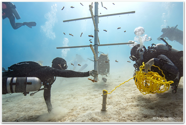 Divers performing coral restoration