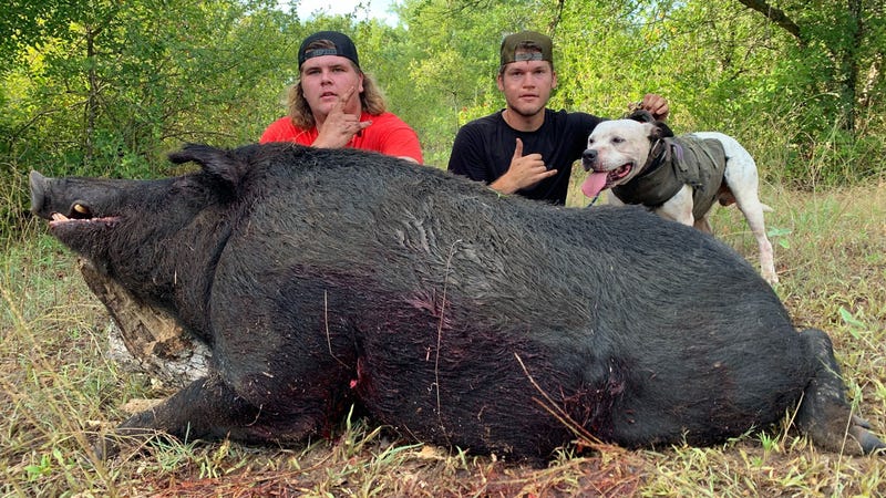 Huge, 460-pound wild boar was killed in Proctor by two friends during  Wednesday hunt - ABC13 Houston