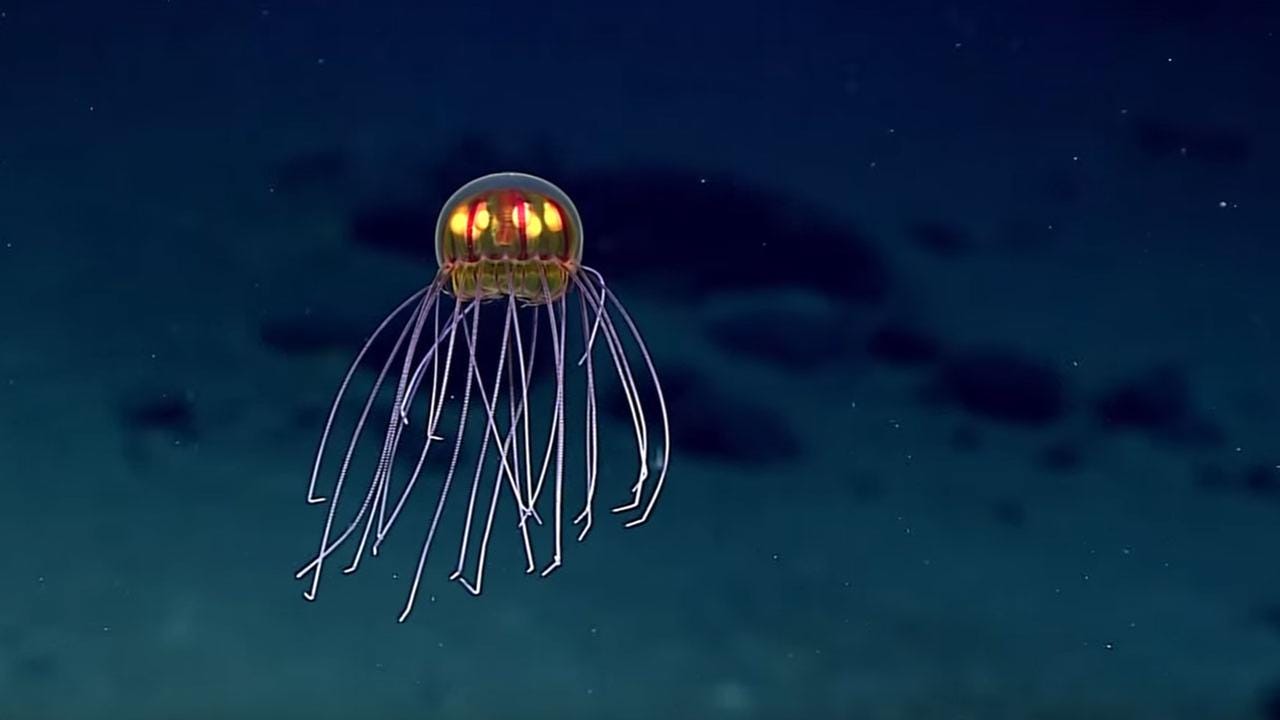 Researchers discover mesmerizing new jellyfish in Mariana Trench | abc13.com