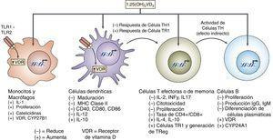 Efectos de la vitamina D en la respuesta inmune.