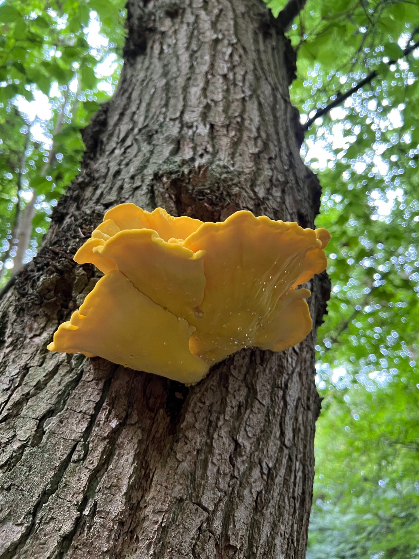 Chicken of the Woods (Laetiporus sulphureus)