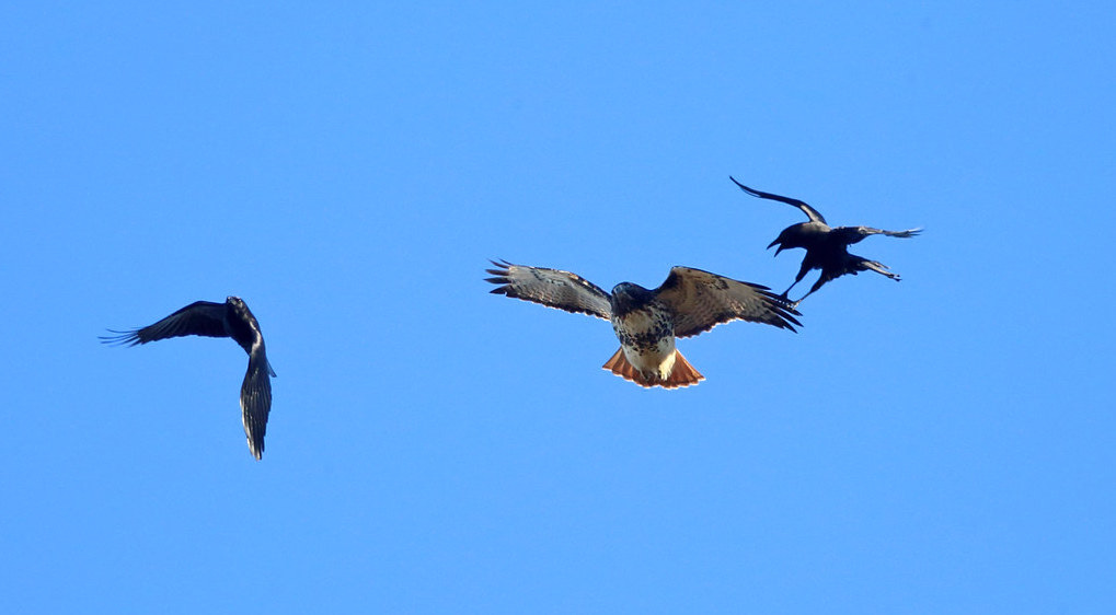 Why Do Little Birds Mob Big Birds?