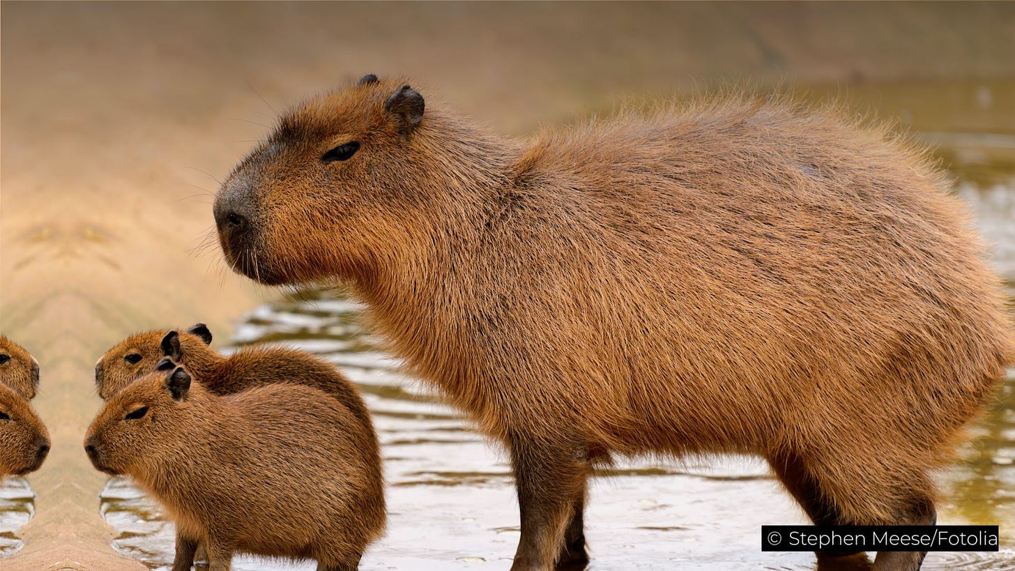 capybara | Description, Behavior, & Facts | Britannica.com