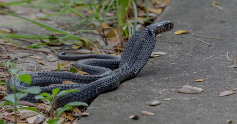 Highly venomous black spitting cobra spotted at Changi Business Park -  Mothership.SG - News from Singapore, Asia and around the world