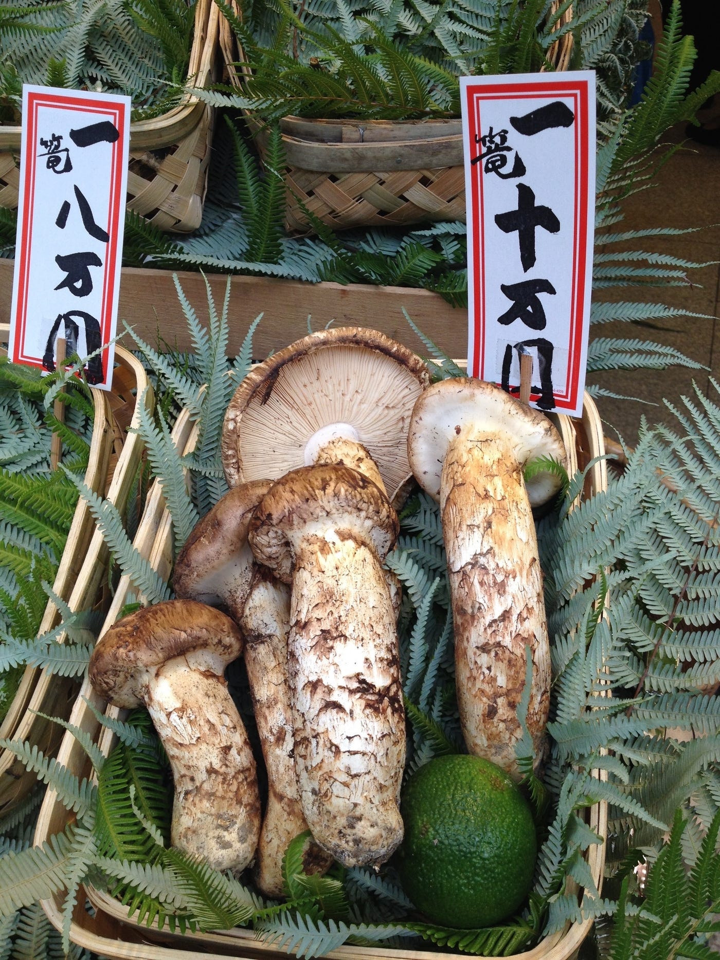 Matsutake mushrooms