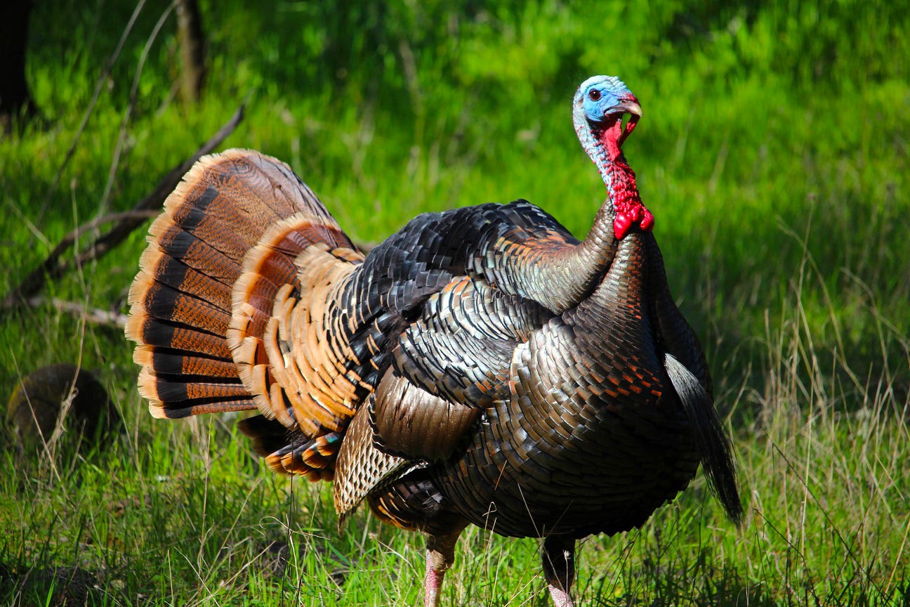 Fun fact: the Chinese translation for "turkey" (the bird, not the country) is "fire chicken" (火鸡).
