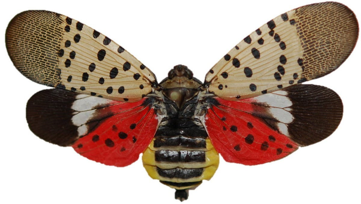 Spotted lantern fly in Pa.: What they are, what to do if you see one