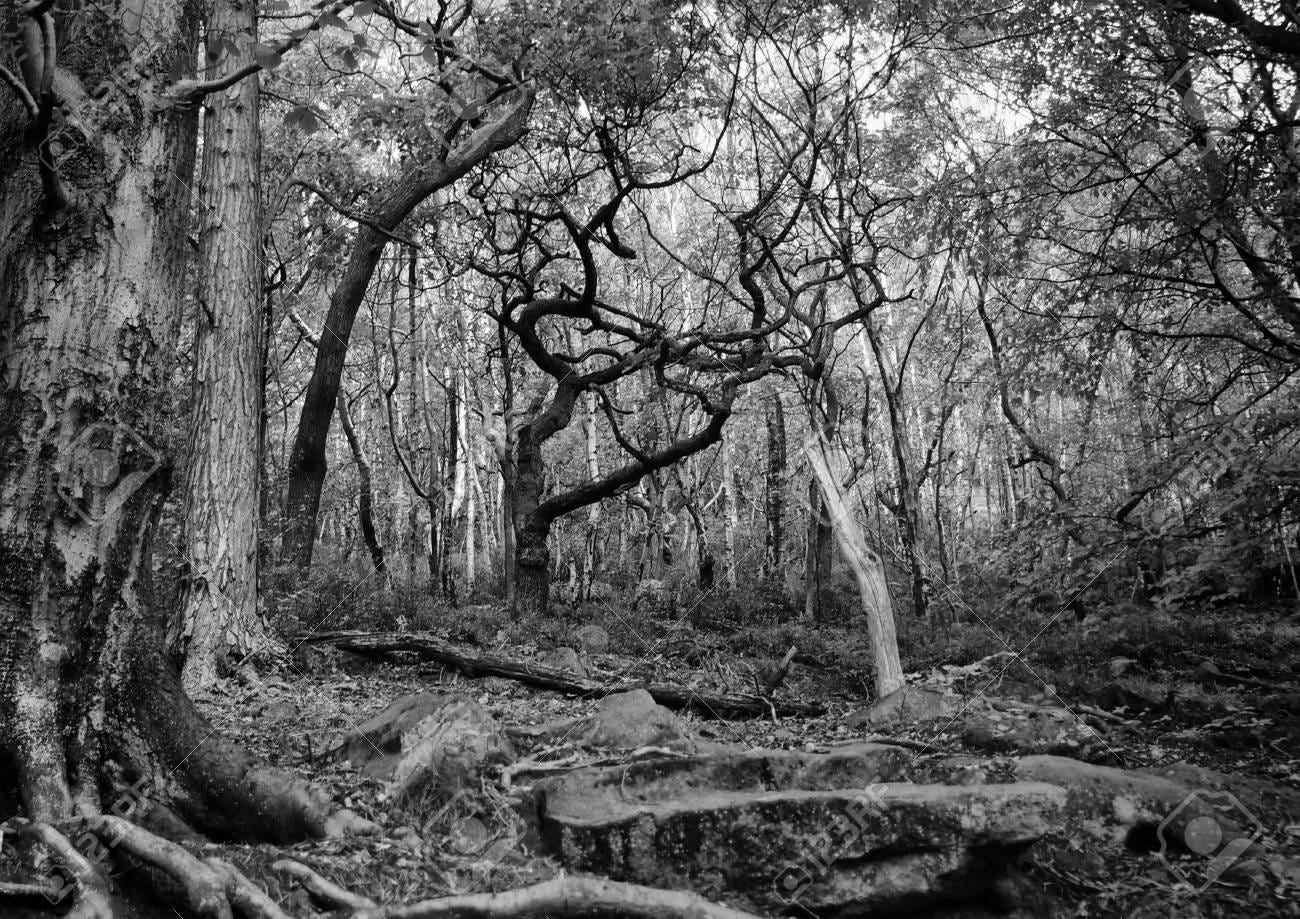 Monochrome Dark Mysterious Forest Scene With Tangled Twisted Branches And  Roots On Rocky Ground Stock Photo, Picture And Royalty Free Image. Image  107514602.