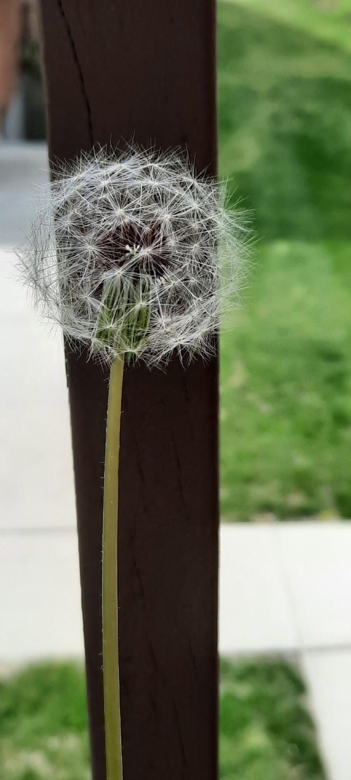 The open seed head of a dandelion against a dark grey railing. 