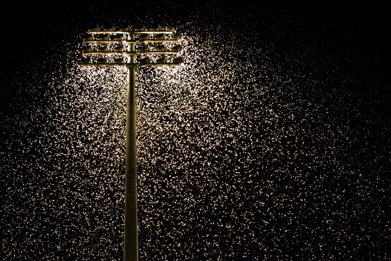 Image of insects swarming around light at night.
