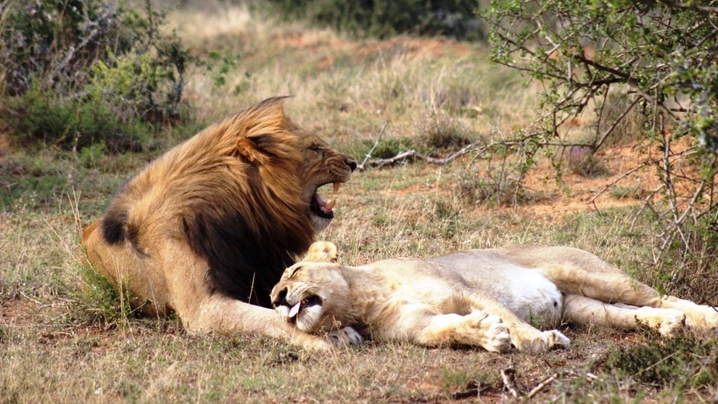Male & female lions rest