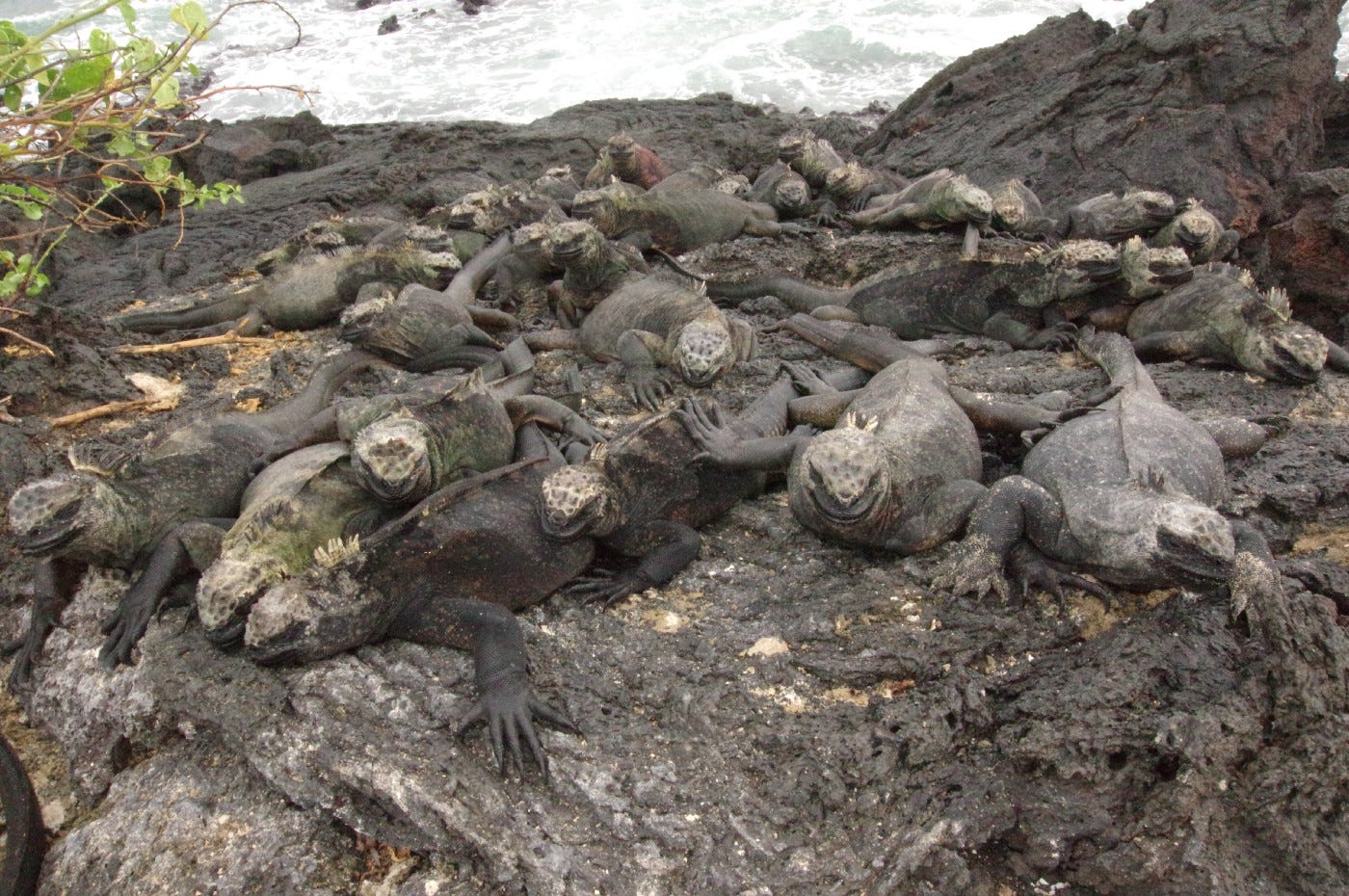 Pile o' marine iguanas. Photo by Bret, March 2016.