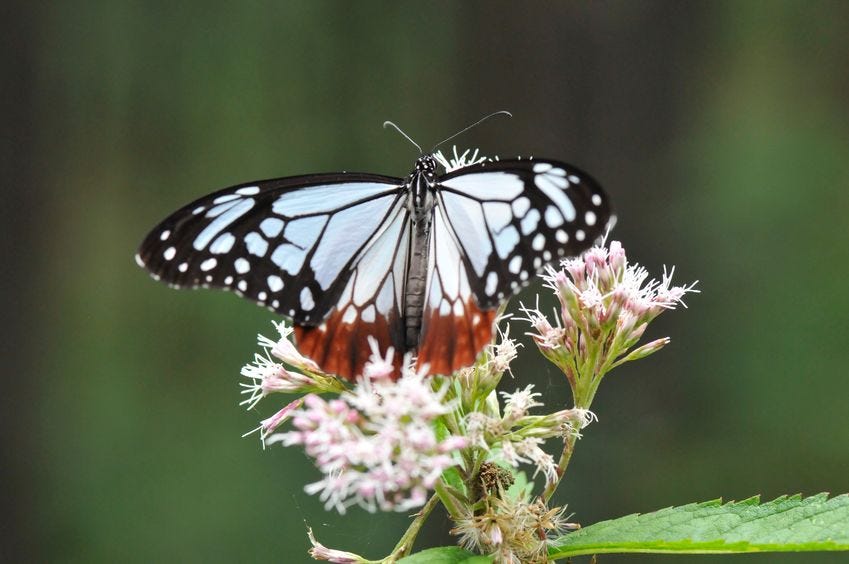 Inspiration, Rebirth, Butterfly on a flower