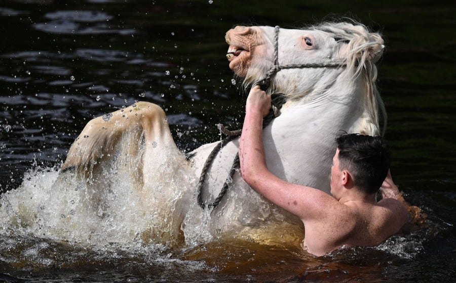 A man washes a horse in a river, holding on as it rears and splashes.