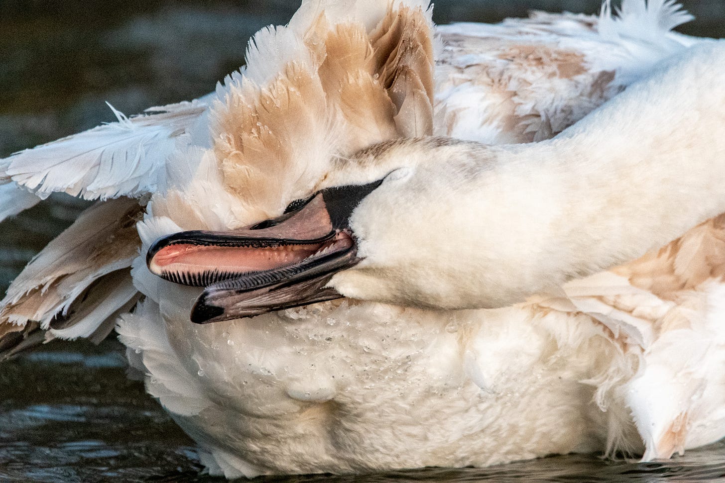 A mute swan scratching the back of its head against its rump, with its mouth open and its teeth visible