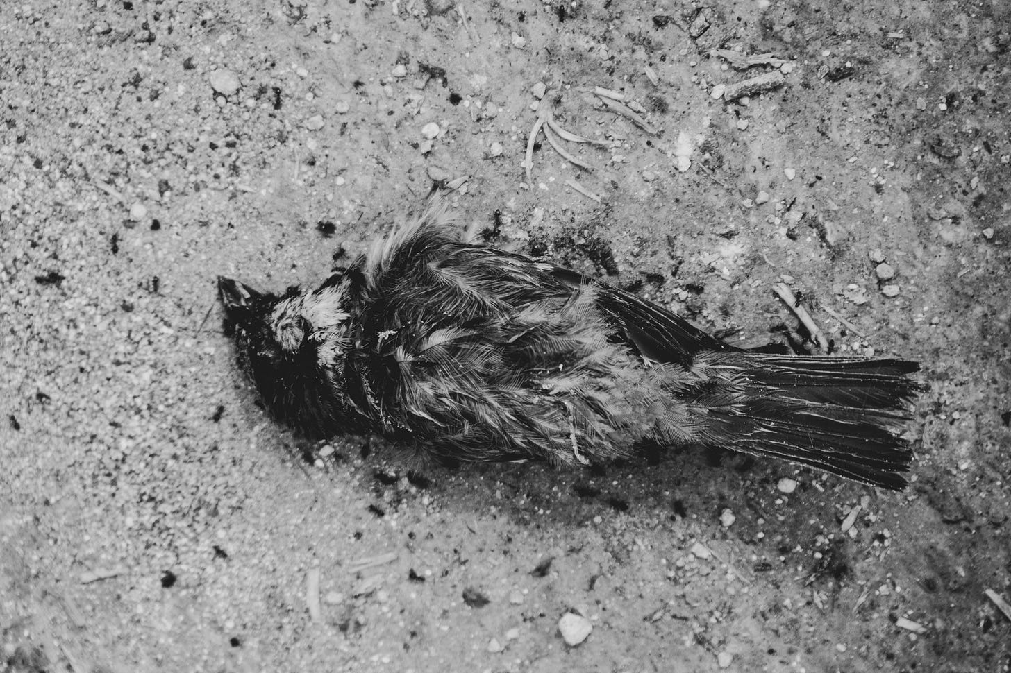 Image of a dead bird on the pavement for article titled “self annihilation” on The Reflectionist