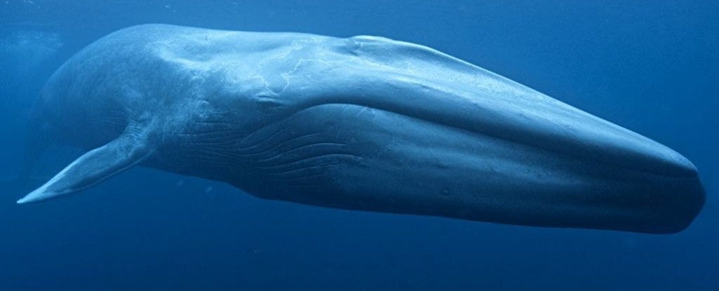 First-Ever Measurement of a Blue Whale's Heartbeat Reveals Surprising  Extremes