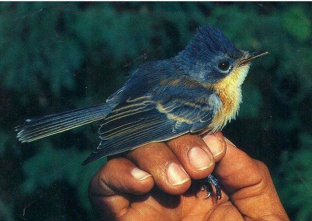 The Guam flycatcher (Myiagra freycineti), was a bird species endemic to the  Island of Guam that went extinct in the 1980s, likely do to the accidental  introduction of the brown tree snake (