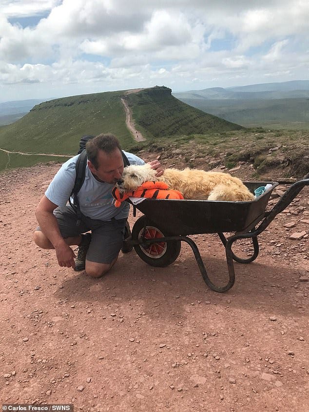 After becoming aware the Labradoodle wasn't very well, Carlos decided to return to the beacons, so they could share one last journey together - with the aid of a wheelbarrow