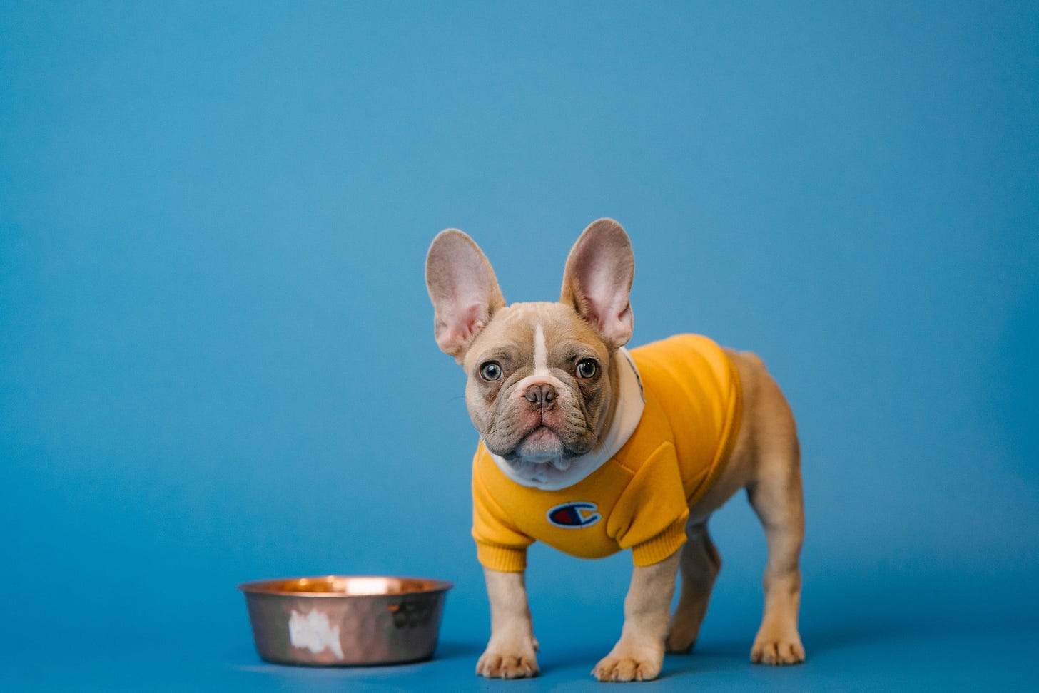 Pug dog wearing a Champion shirt standing next to dog food bowl