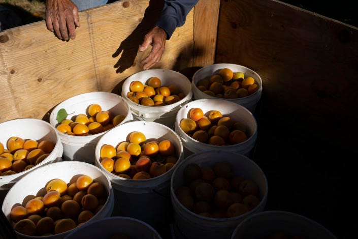 Apricots from an orchard in the Roza Irrigation District, in Washington State on July 18, 2022. (Ruth Fremson/ The New York Times)