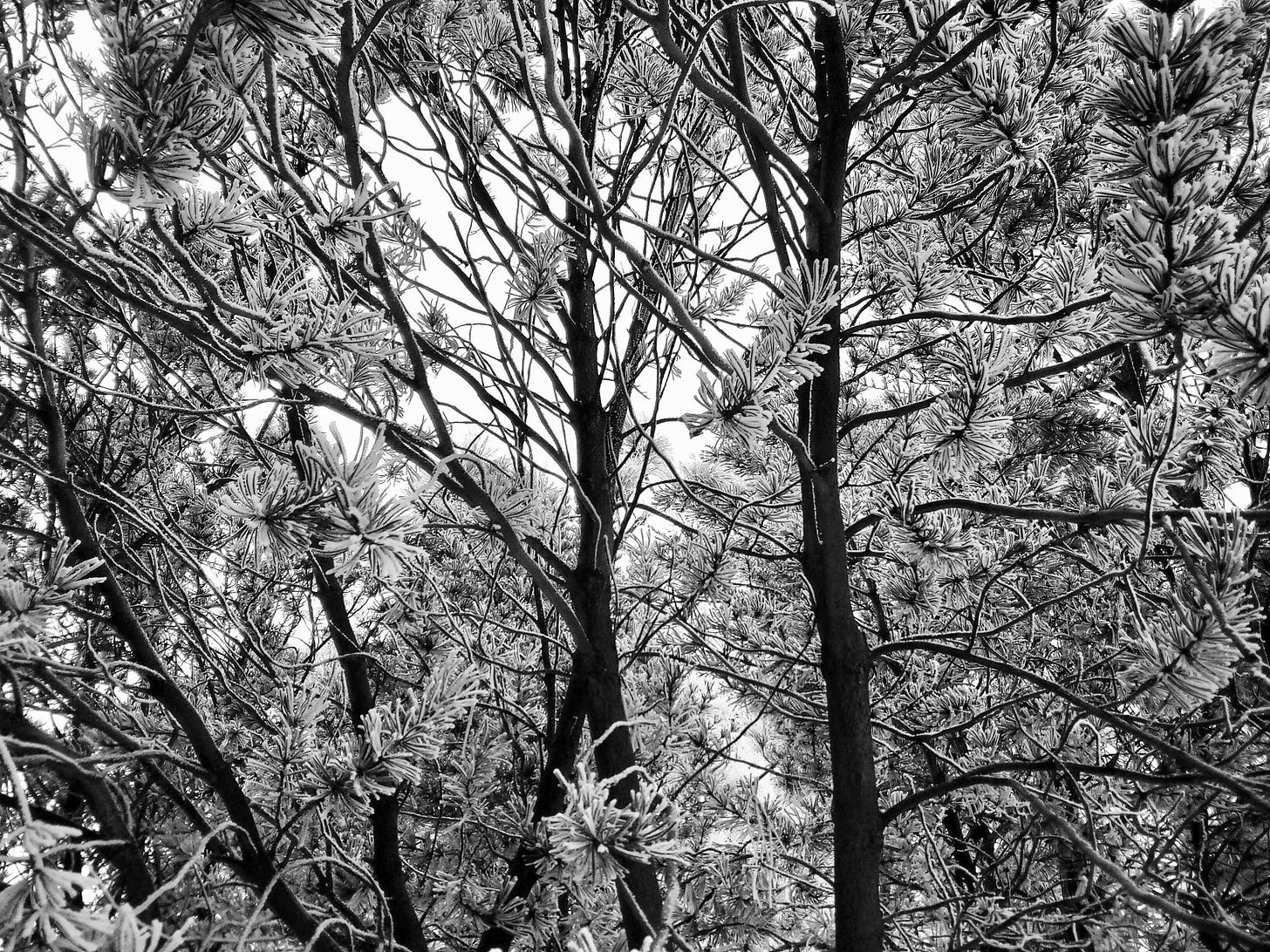 Hoar frost on pine tree