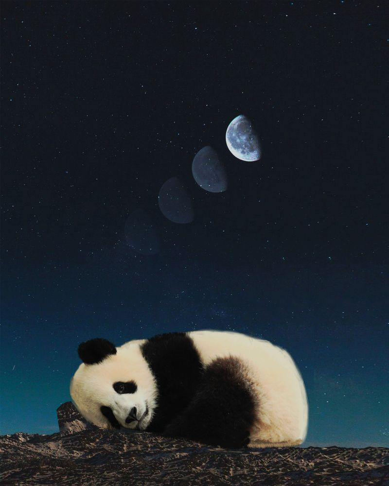 Panda sleeping Art Print by UNREAL WORLD - X-Small | Panda images, Sleeping  panda, Panda art