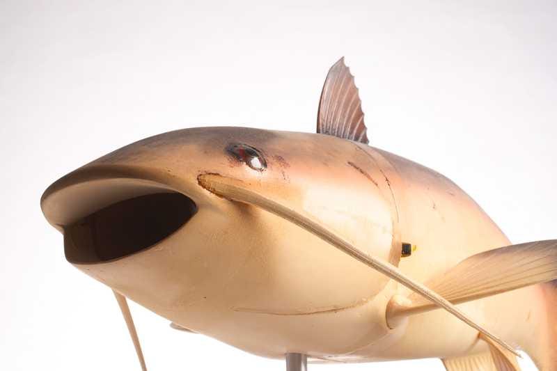 The front of Charlie the robot fish, a light brown catfish