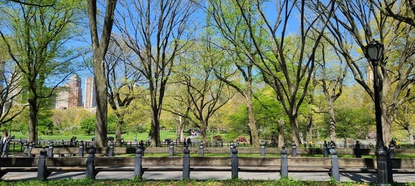 A view of Central Park taken from the Literary Walk