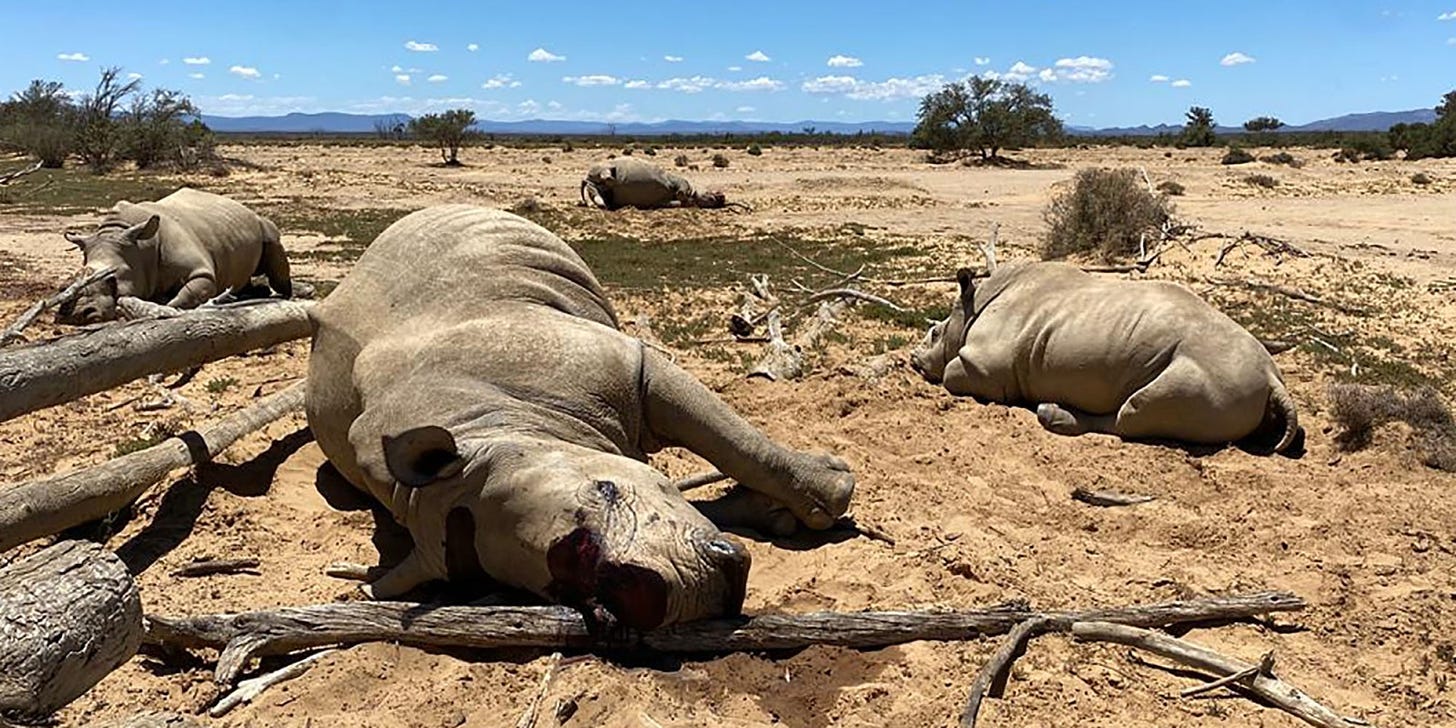 Rhino slaughter