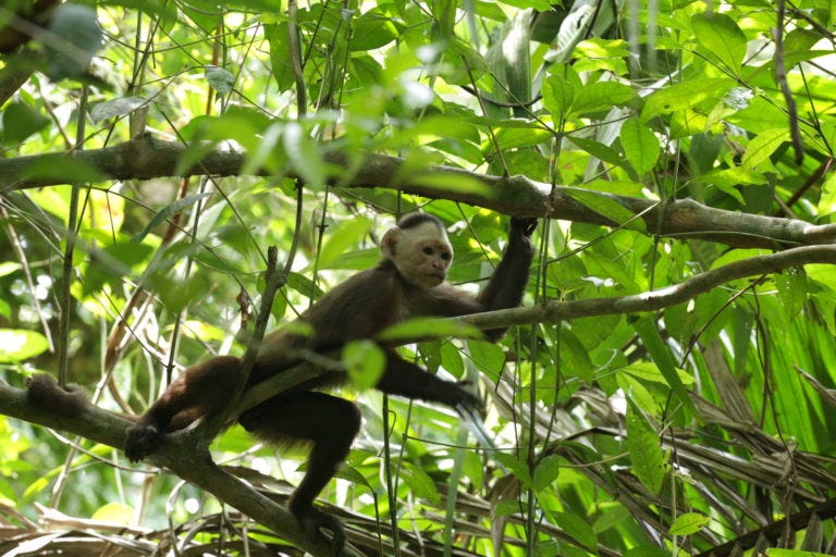 Camila Gonzalez tambien ha estudiado la presencia de patógenos en primates. Foto: Giovanni Randazzo.